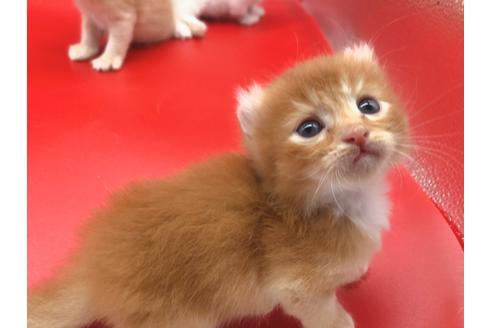 成約済の東京都のその他の猫種-18916