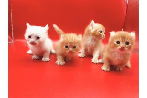 成約済の東京都のその他の猫種-18916の2枚目