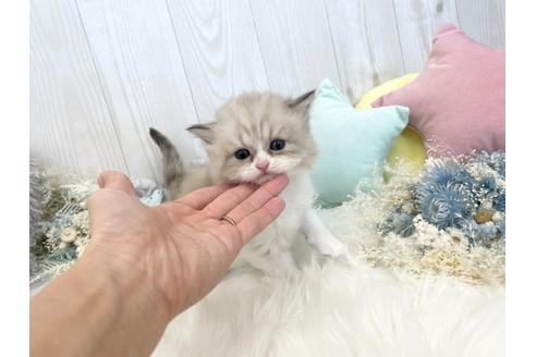 成約済の大阪府のミヌエット-18755の3枚目