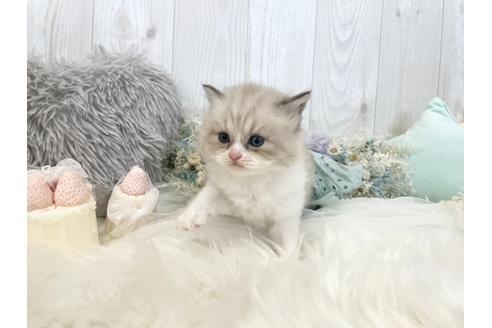成約済の大阪府のミヌエット-18755の2枚目