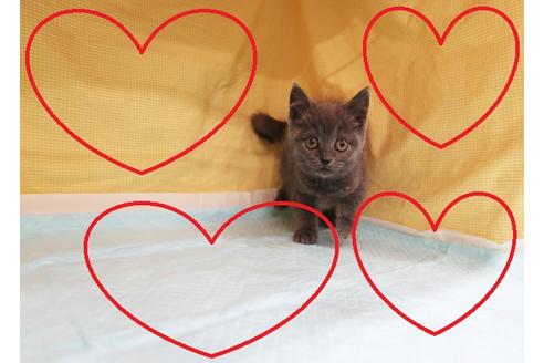 成約済の東京都のスコティッシュフォールド-18989の1枚目