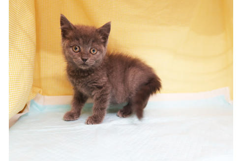成約済の東京都のスコティッシュフォールド-18989の3枚目