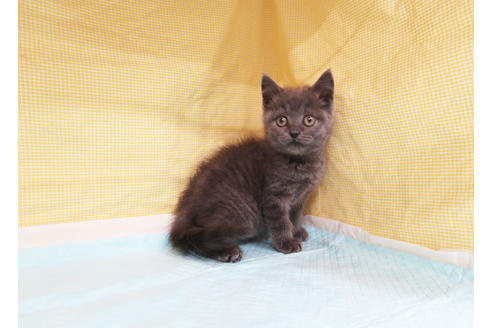 成約済の東京都のスコティッシュフォールド-18989の2枚目