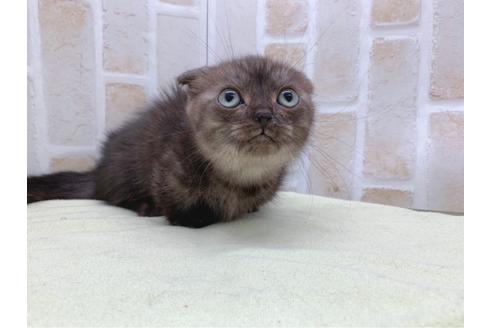 成約済の東京都のマンチカン-19036の11枚目