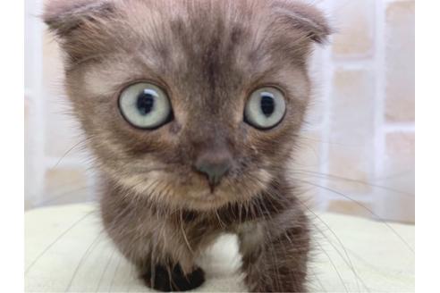 成約済の東京都のマンチカン-19036の12枚目