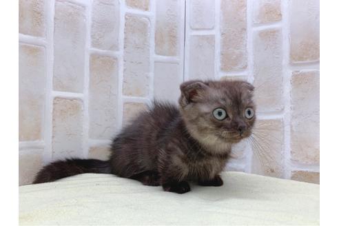 成約済の東京都のマンチカン-19036の13枚目