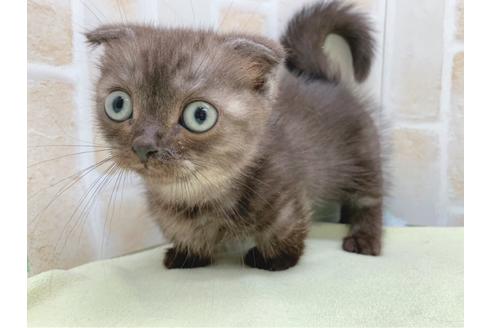 成約済の東京都のマンチカン-19036の2枚目