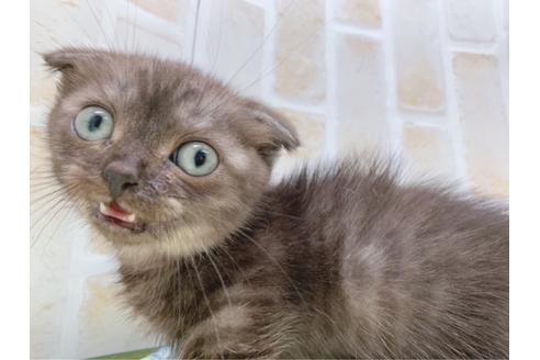 成約済の東京都のマンチカン-19036の3枚目