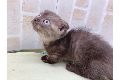 成約済の東京都のマンチカン-19036の4枚目