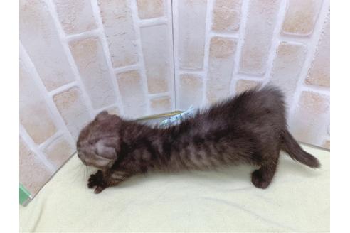 成約済の東京都のマンチカン-19036の5枚目