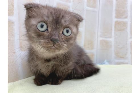 成約済の東京都のマンチカン-19036の6枚目