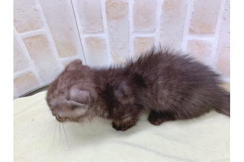 成約済の東京都のマンチカン-19036の7枚目