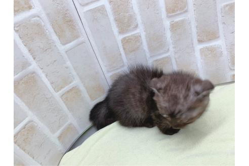 成約済の東京都のマンチカン-19036の8枚目