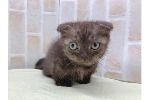 成約済の東京都のマンチカン-19036の9枚目