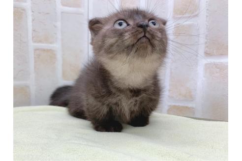 成約済の東京都のマンチカン-19036の10枚目