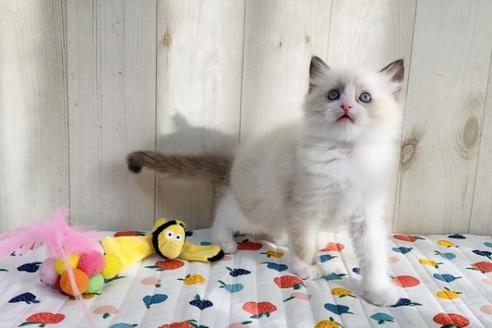 成約済の大阪府のラグドール-19094の4枚目