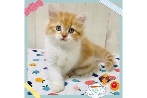 成約済の大阪府のラガマフィン-18173の1枚目