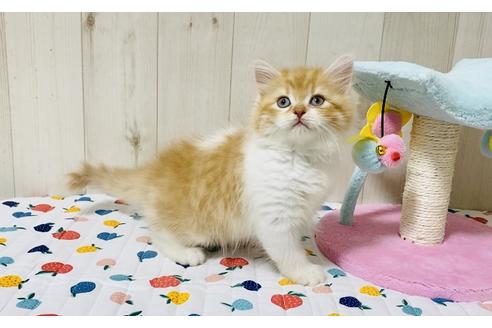 成約済の大阪府のラガマフィン-18173の5枚目