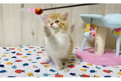 成約済の大阪府のラガマフィン-18173の3枚目