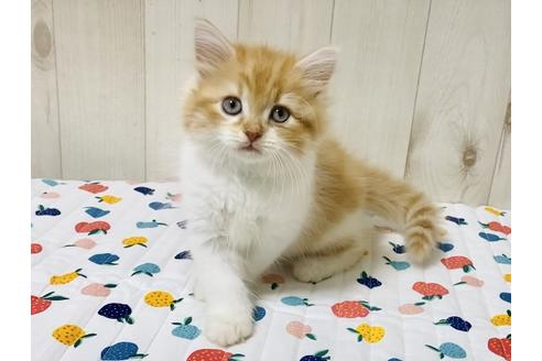 成約済の大阪府のラガマフィン-18173の2枚目