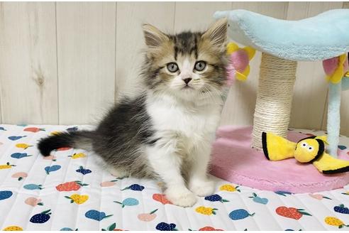 成約済の大阪府のラガマフィン-18172の2枚目