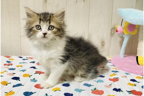 成約済の大阪府のラガマフィン-18172の3枚目