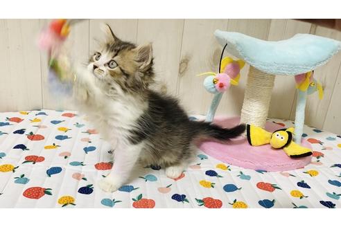 成約済の大阪府のラガマフィン-18172の4枚目