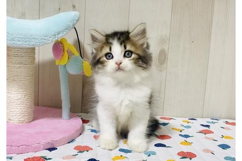 成約済の大阪府のラガマフィン-18170の3枚目