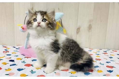 成約済の大阪府のラガマフィン-18170の4枚目