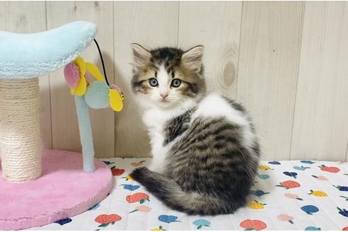 成約済の大阪府のラガマフィン-18170の5枚目