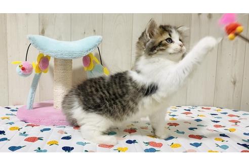 成約済の大阪府のラガマフィン-18170の6枚目