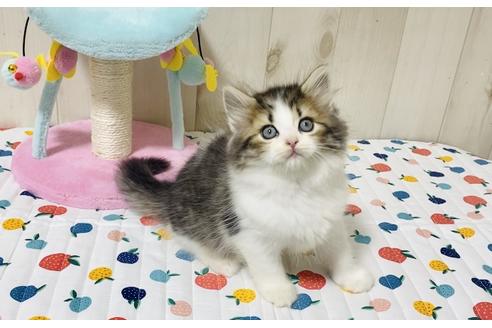 成約済の大阪府のラガマフィン-18170の7枚目