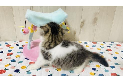 成約済の大阪府のラガマフィン-18170の2枚目