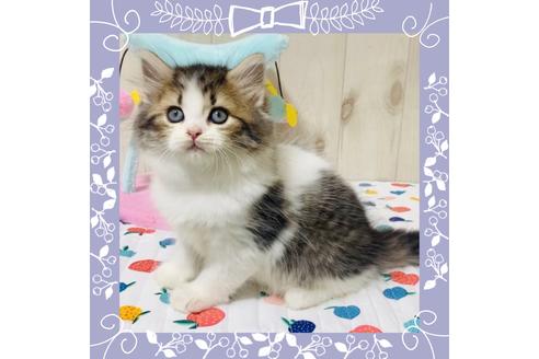 成約済の大阪府のラガマフィン-18170