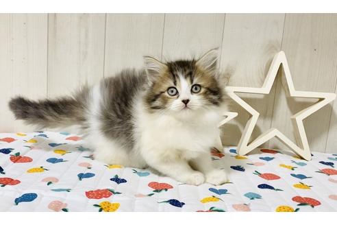 成約済の大阪府のラガマフィン-18168の5枚目