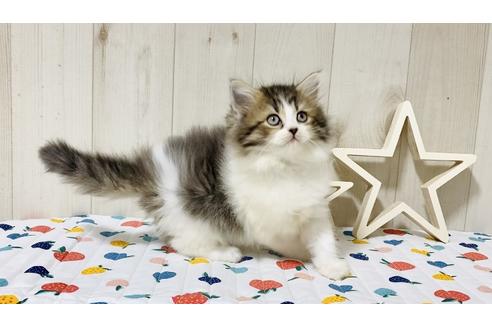 成約済の大阪府のラガマフィン-18168の6枚目