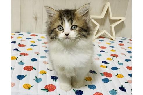 成約済の大阪府のラガマフィン-18168の7枚目