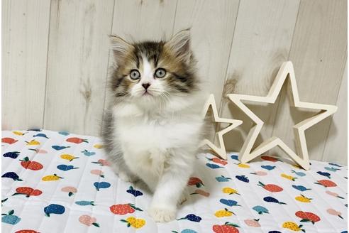 成約済の大阪府のラガマフィン-18168の2枚目