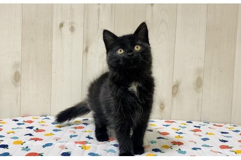 成約済の大阪府のサイベリアン-17492の6枚目