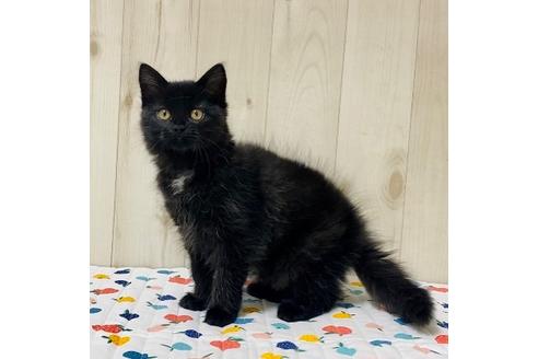 成約済の大阪府のサイベリアン-17492の2枚目