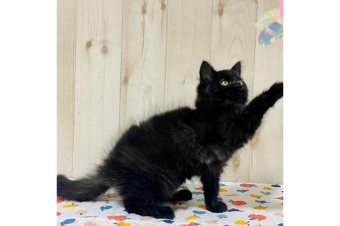 成約済の大阪府のサイベリアン-17492の3枚目