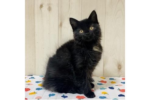 成約済の大阪府のサイベリアン-17492の4枚目