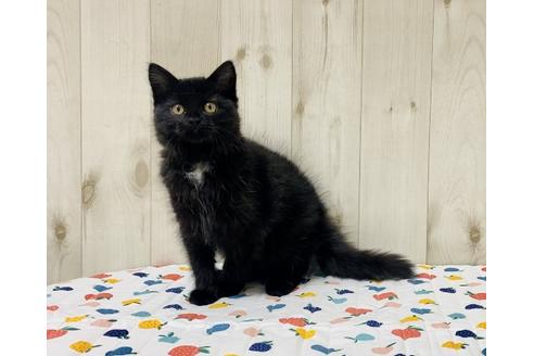 成約済の大阪府のサイベリアン-17492の5枚目