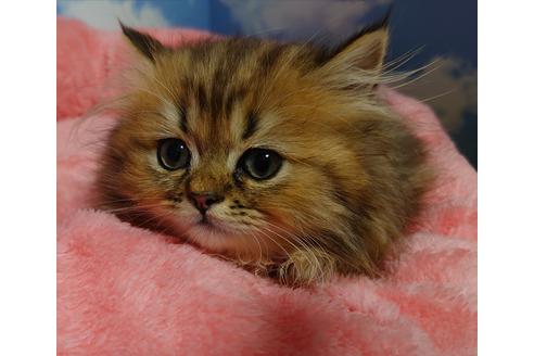 成約済の愛知県のペルシャ(チンチラ)-18761の3枚目