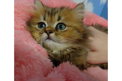 成約済の愛知県のペルシャ(チンチラ)-18761の2枚目