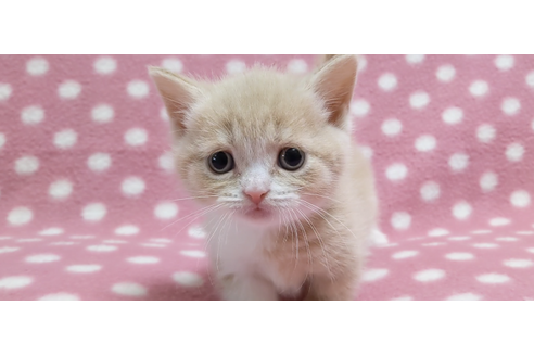 愛知県のマンチカン 女の子 21 10 08生まれ 元気で懐っこい短足ちゃん 子猫id 190 子猫ブリーダーナビ