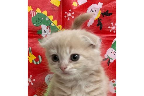 成約済の埼玉県のスコティッシュフォールド-17751の23枚目