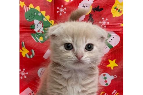 成約済の埼玉県のスコティッシュフォールド-17751の22枚目