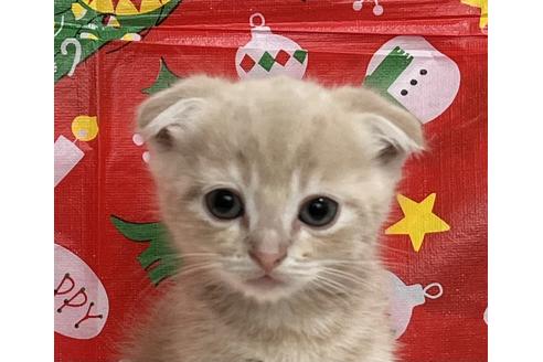 成約済の埼玉県のスコティッシュフォールド-18479の15枚目