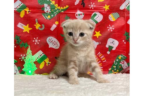 成約済の埼玉県のスコティッシュフォールド-18479の13枚目